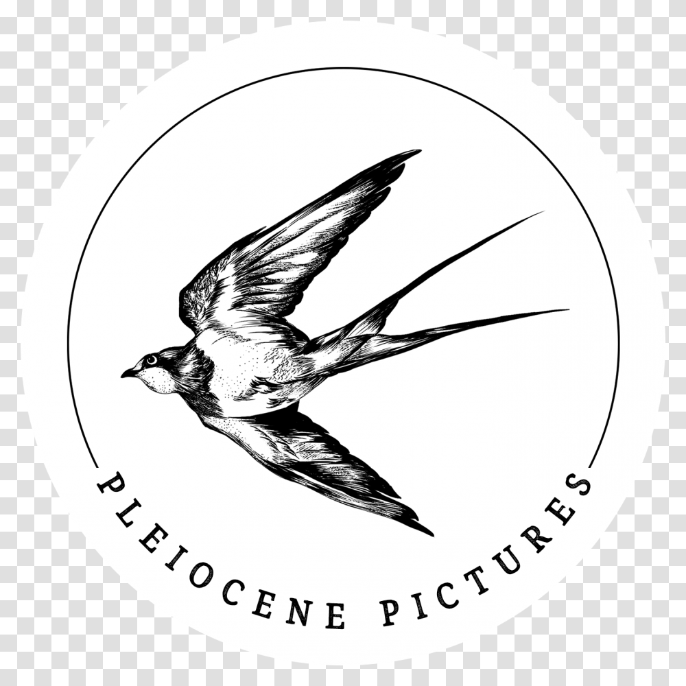 Pleiocene Pictures European Swallow, Bird, Animal Transparent Png