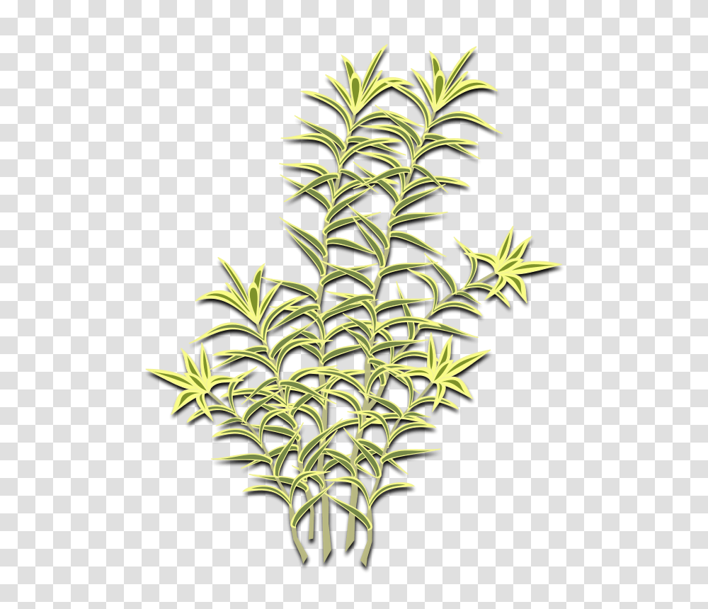 Pleomele Reflexa, Nature, Plant, Flower, Fern Transparent Png