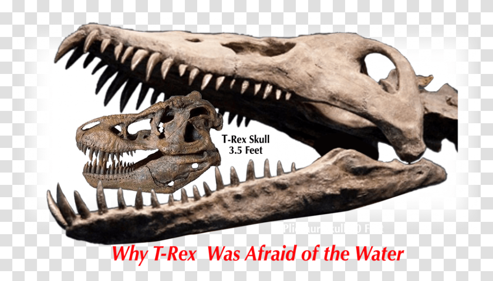 Pliosaur Skull, Dinosaur, Reptile, Animal, T-Rex Transparent Png