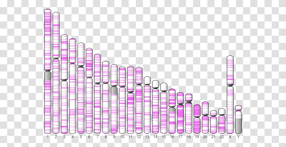 Plot Of Integration Sites On Chromosomes, Light, Neon Transparent Png