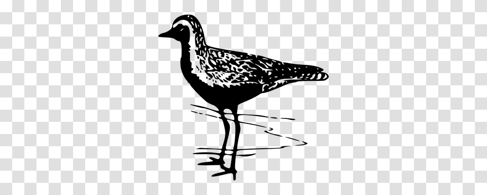 Plover Animals, Gray, World Of Warcraft Transparent Png