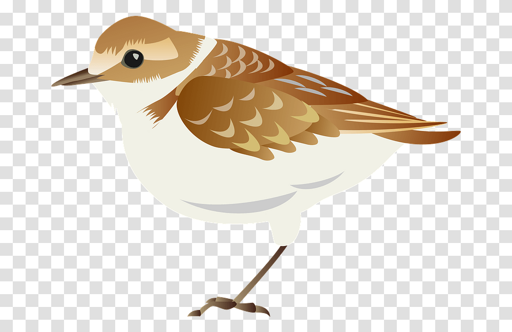 Plover Bird Clipart Plover Bird Cartoon, Animal, Partridge, Grouse, Beak Transparent Png