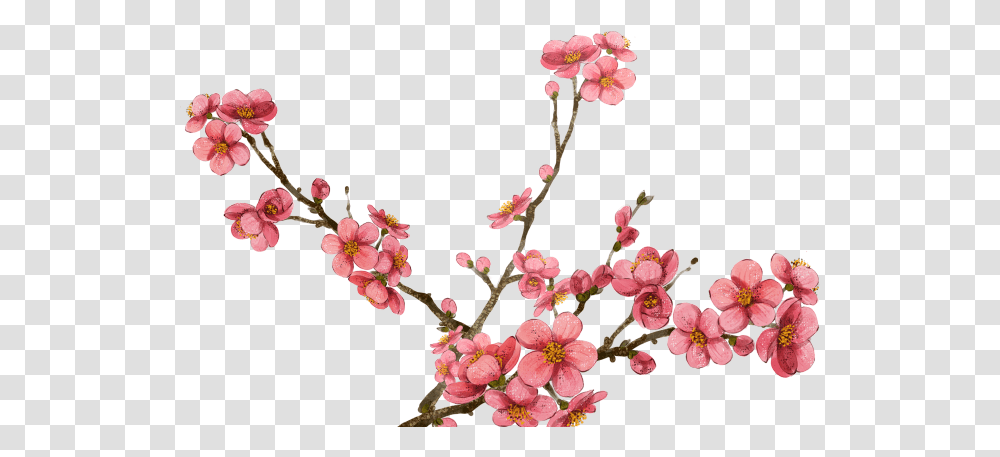 Plum Blossom Background, Plant, Flower, Cherry Blossom, Geranium Transparent Png