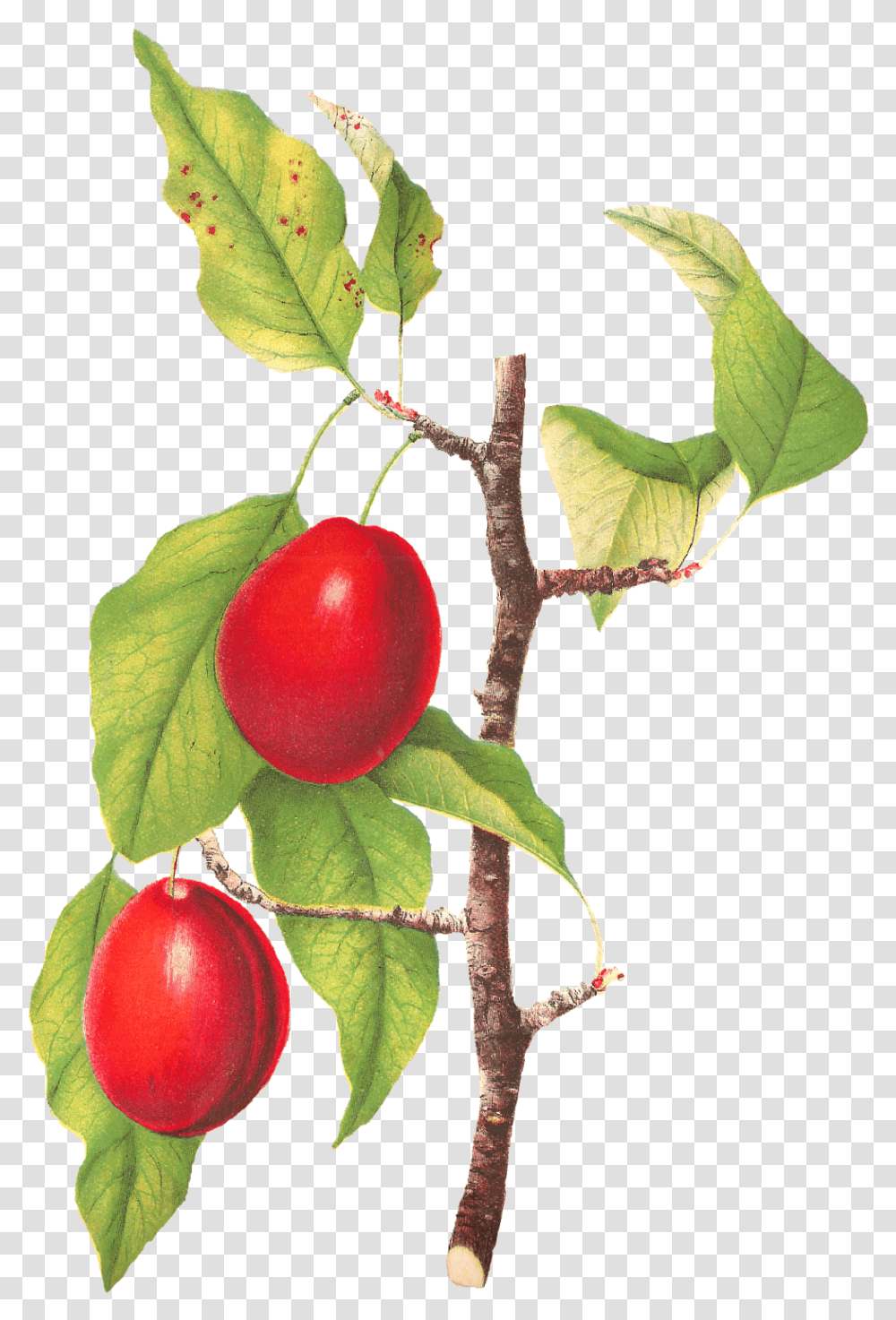 Plum Clipart Fruit Camu Camu, Plant, Food, Cherry Transparent Png