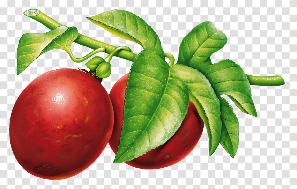 Plum Image Fruit Tree Transparent Png