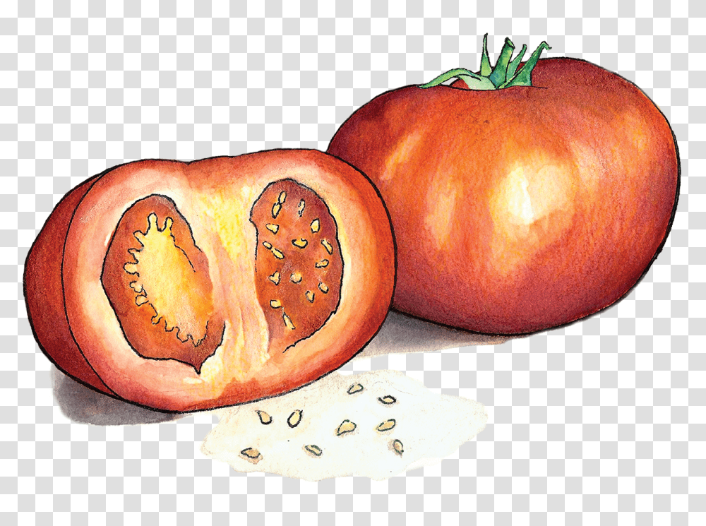 Plum Tomato, Plant, Food, Vegetable, Produce Transparent Png