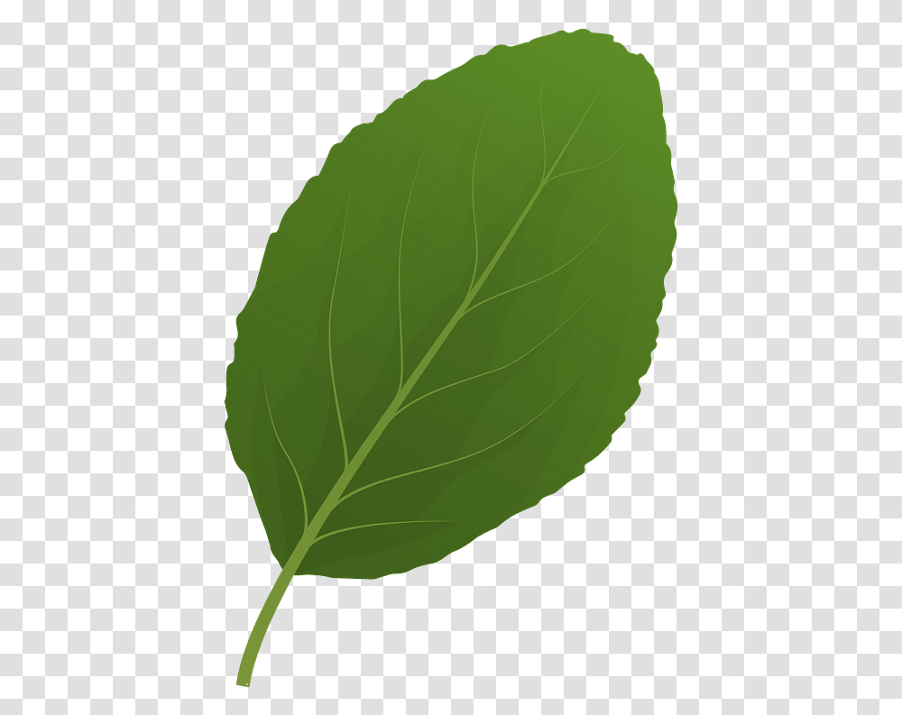 Plum Tree Spring Leaf Clipart Free Download Buttonbush, Plant, Veins, Green Transparent Png
