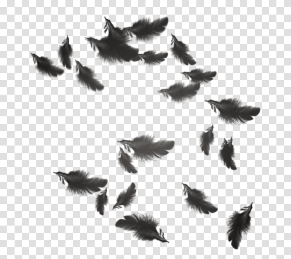 Plumas Black Feathers Floating, Silhouette, Painting, Tree Transparent Png