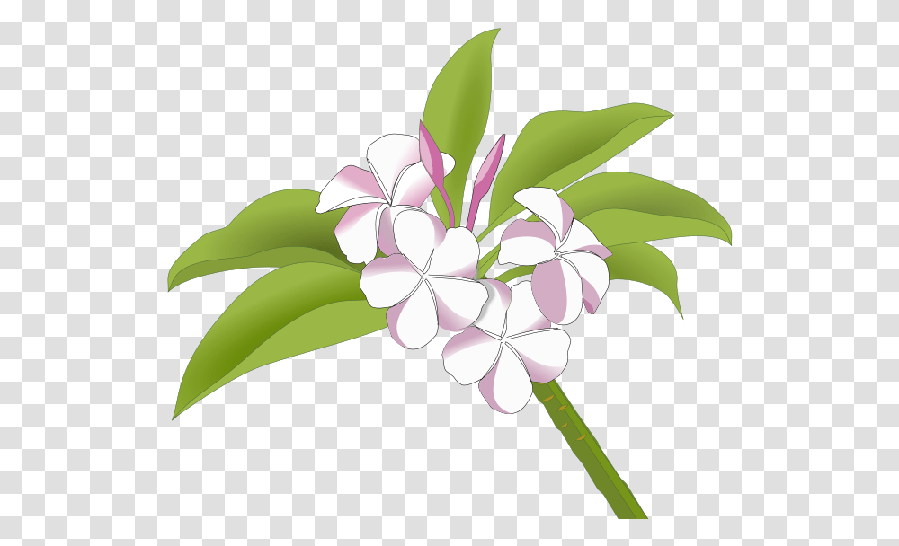 Plumeria Bunga Kamboja Vector, Floral Design, Pattern Transparent Png