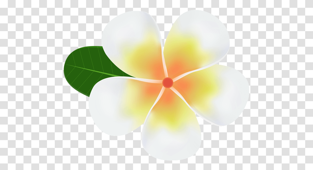 Plumeria Clipart In 2020 Frangipani, Petal, Flower, Plant, Blossom Transparent Png