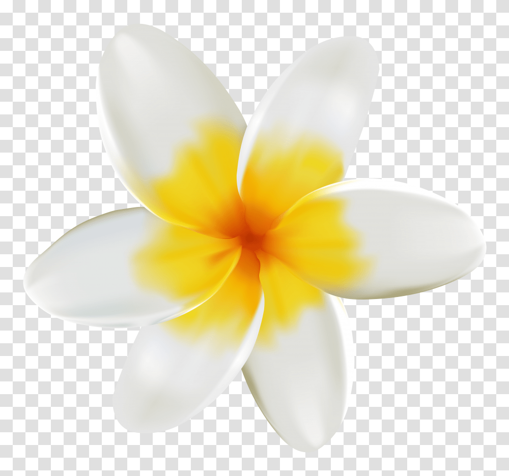 Plumeria Clipart, Plant, Flower, Blossom, Lamp Transparent Png