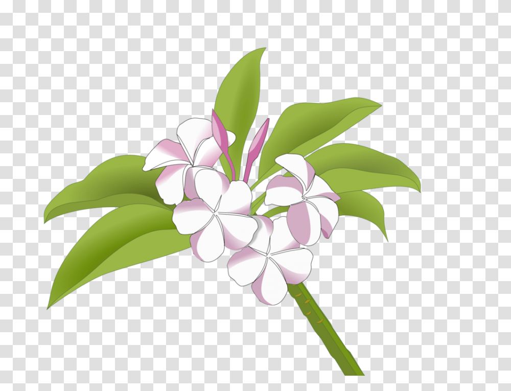 Plumeria Flower Bunga Kamboja Logo, Graphics, Art, Floral Design, Pattern Transparent Png
