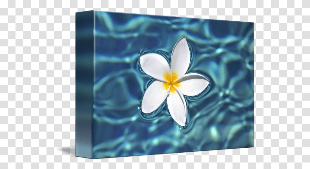 Plumeria Flower Floating In Clear Blue Acrylic Paintings Of Plumerias, Plant, Blossom, Petal, Flax Transparent Png