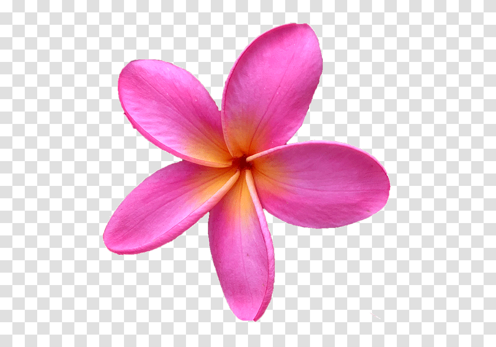 Plumeria Flower Frangipani Flower Pink, Petal, Plant, Blossom, Geranium Transparent Png