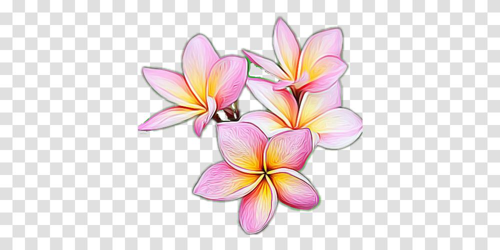 Plumeria Flower Frangipani, Plant, Blossom, Graphics, Art Transparent Png