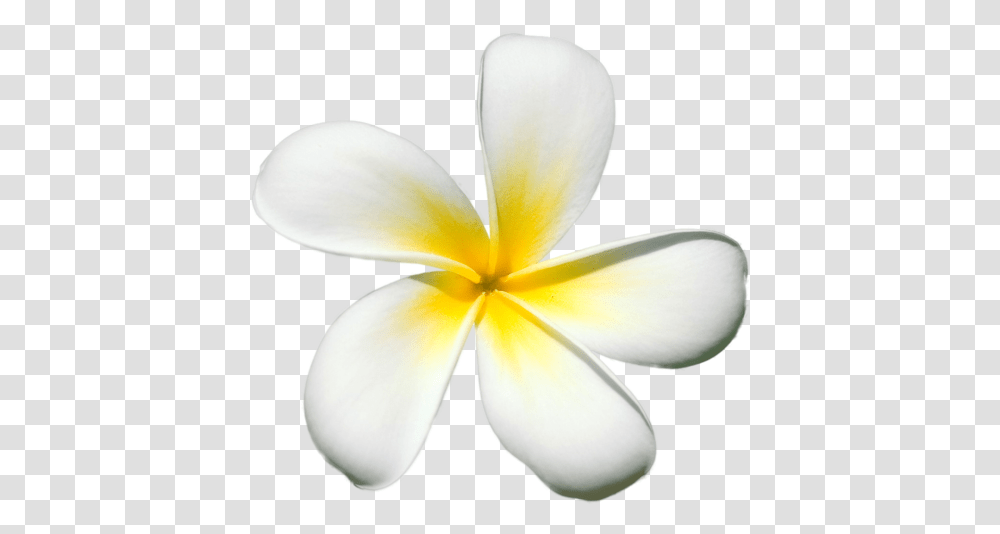 Plumeria Flower Picture, Petal, Plant, Blossom, Fungus Transparent Png