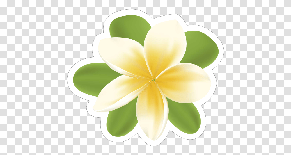 Plumeria Flower Sticker Frangipani, Graphics, Art, Floral Design, Pattern Transparent Png