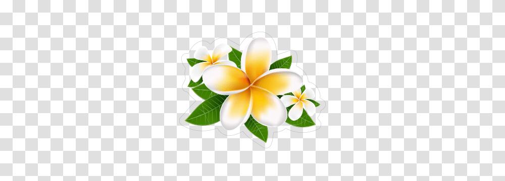 Plumeria Flower Stickers Decals Over A Dozen Designs, Floral Design, Pattern Transparent Png