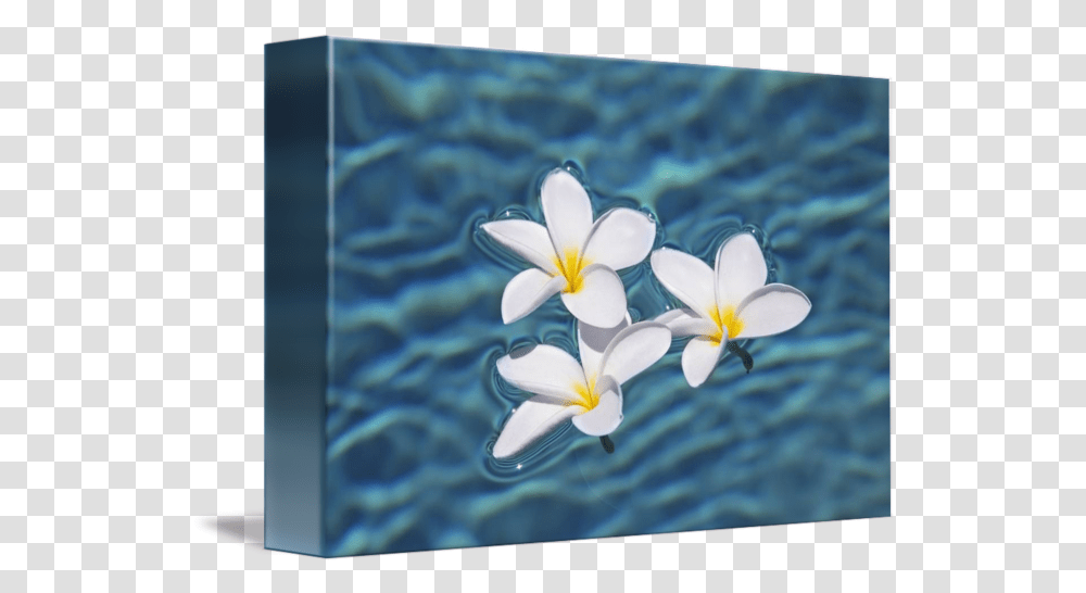 Plumeria Flowers Floating In Clear Blue Water By Design Pics Frangipani, Plant, Petal, Flax, Sea Transparent Png
