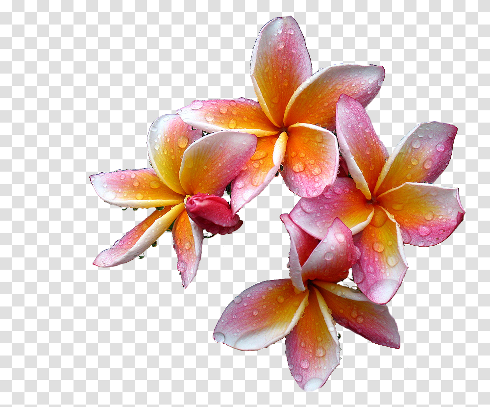 Plumeria Flowers Free Download Plumeria Oil, Plant, Blossom, Petal, Geranium Transparent Png