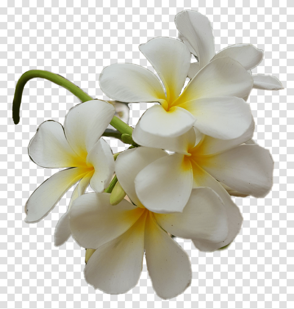 Plumeria Frangipani, Geranium, Flower, Plant, Blossom Transparent Png