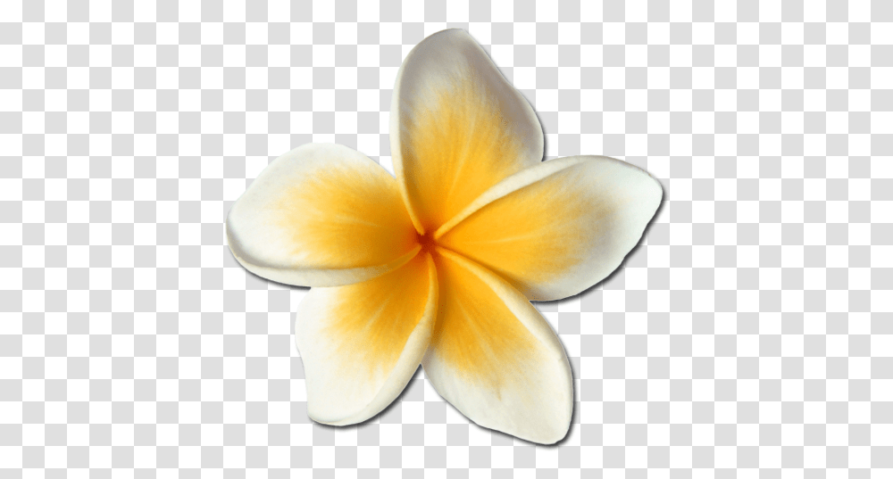 Plumeria Hawaiianflowers Hawaiianstyle Hawaiianlife Frangipani, Petal, Plant, Blossom, Fungus Transparent Png