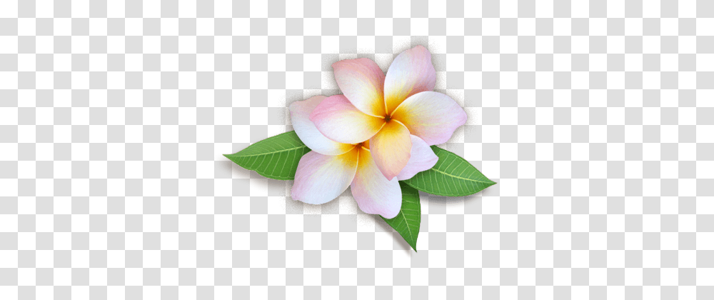 Plumeria Hd, Plant, Flower, Dahlia, Petal Transparent Png