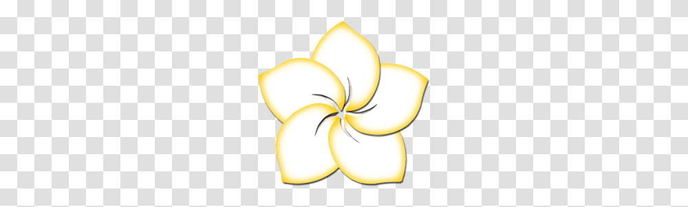 Plumeria, Lamp, Petal, Flower, Plant Transparent Png