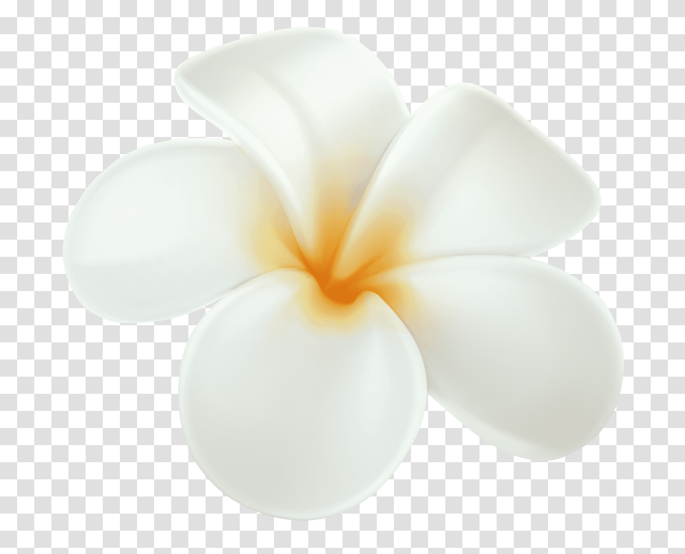 Plumeria, Petal, Flower, Plant, Blossom Transparent Png