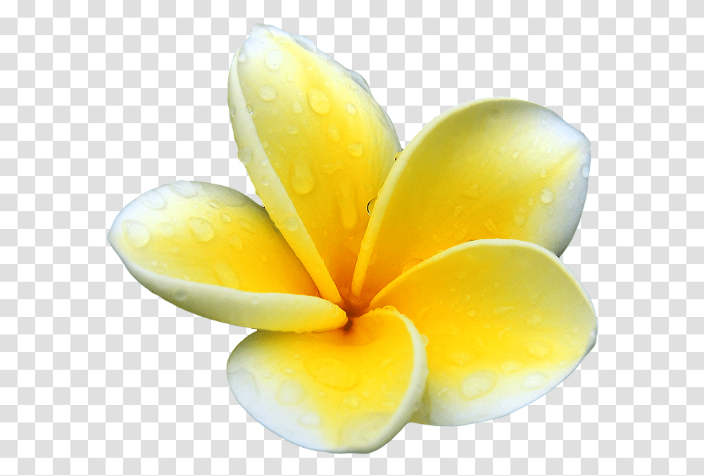 Plumeria Picture Mart Background Frangipani, Petal, Flower, Plant, Blossom Transparent Png