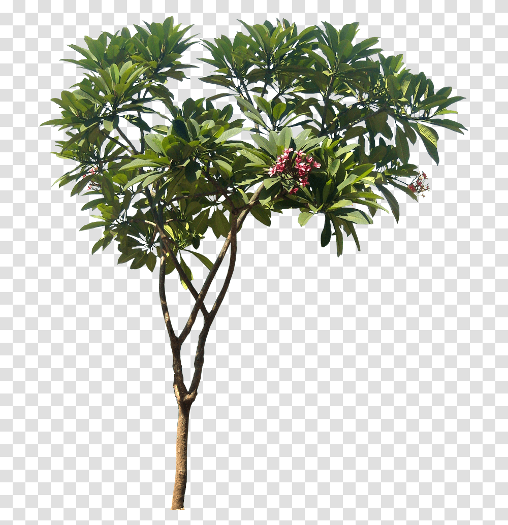 Plumeria Rubra, Plant, Leaf, Acanthaceae, Flower Transparent Png
