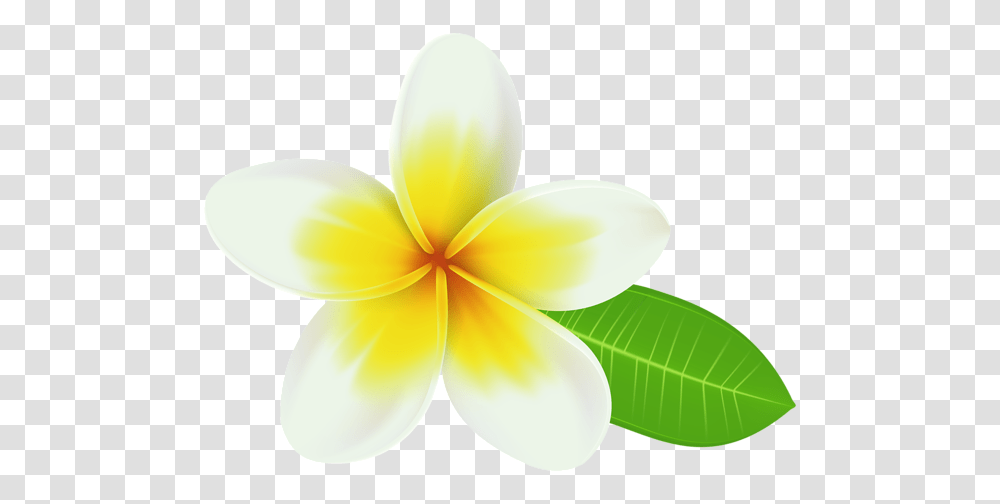 Plumeria Vector Free Download On Unixtitan, Petal, Flower, Plant, Blossom Transparent Png
