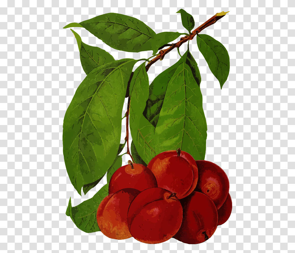 Plums Fruit Tree, Plant, Food, Cherry, Leaf Transparent Png