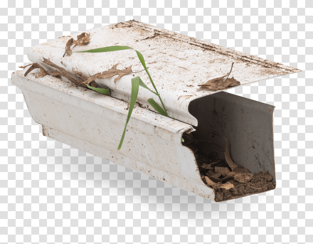 Plywood, Grasshopper, Insect, Invertebrate, Animal Transparent Png