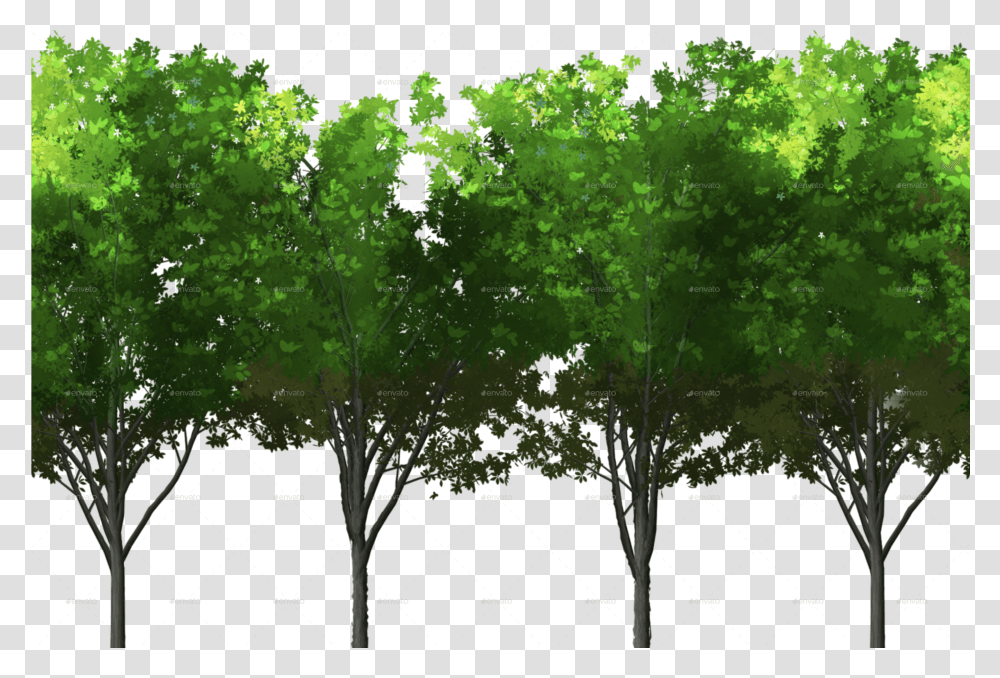 Pngdesign 0000s Foreground Trees Download Maidenhair Tree, Plant, Vegetation, Grove, Woodland Transparent Png