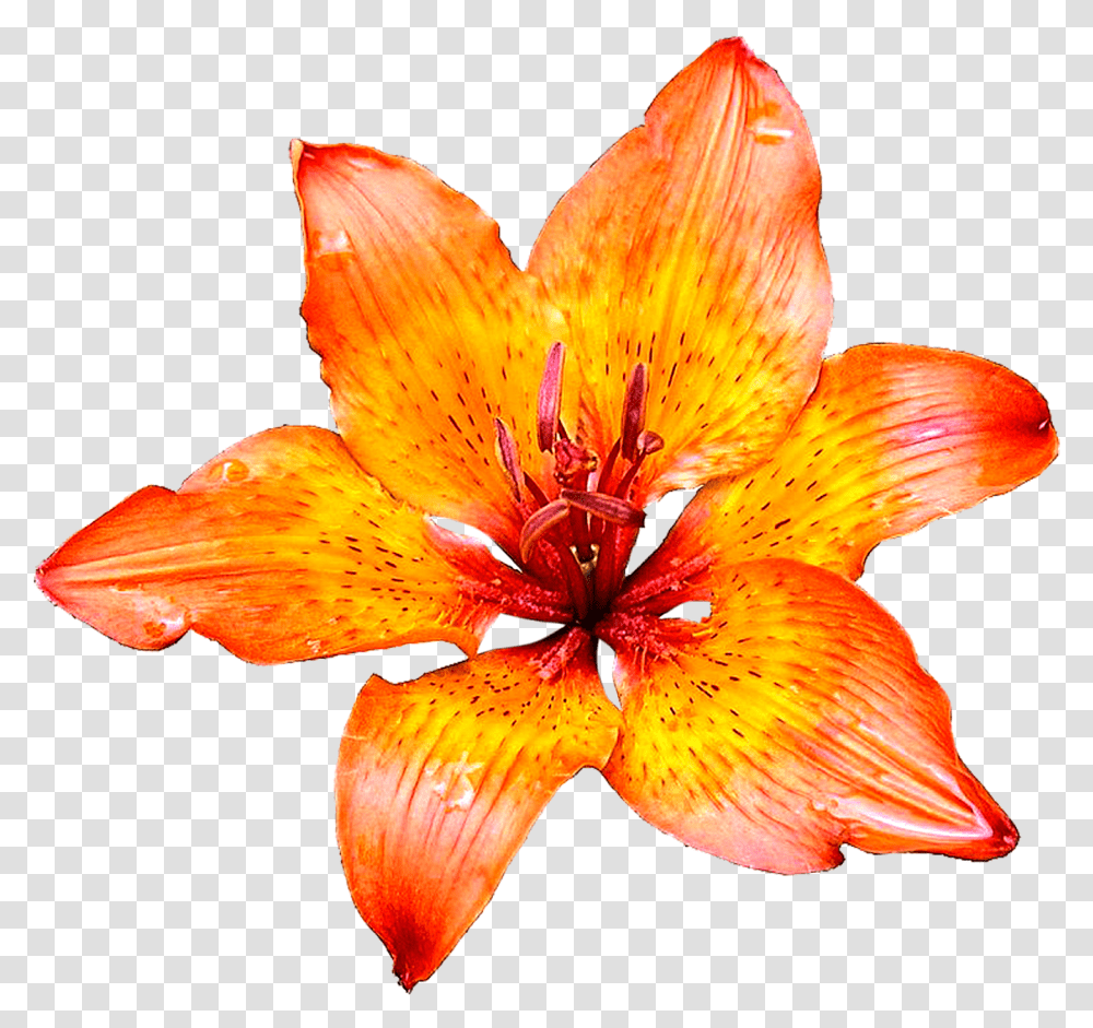 Pngforall Beautiful Lily Flowers Hd Images Download Details On White Background, Plant, Fungus, Blossom, Amaryllis Transparent Png