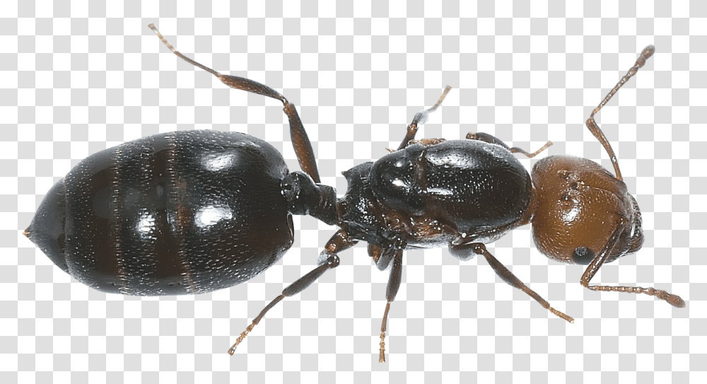 Ant, Spider, Invertebrate, Animal, Arachnid Transparent Png