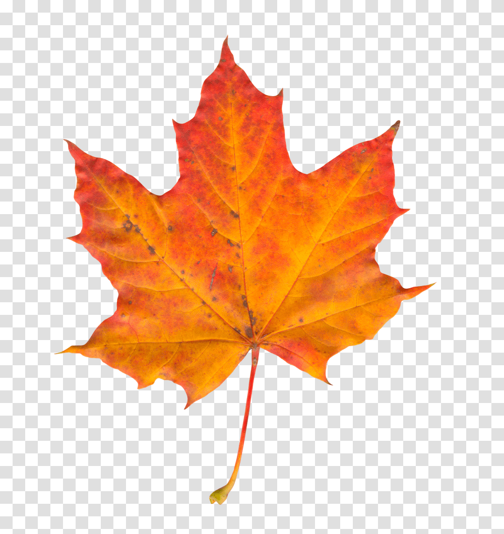 Autumn Leaf Image 1, Nature, Plant, Tree, Maple Transparent Png