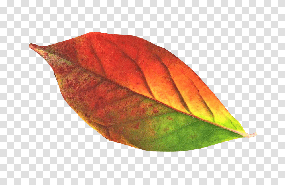 Autumn Leaf Image 1, Nature, Plant, Veins, Tree Transparent Png