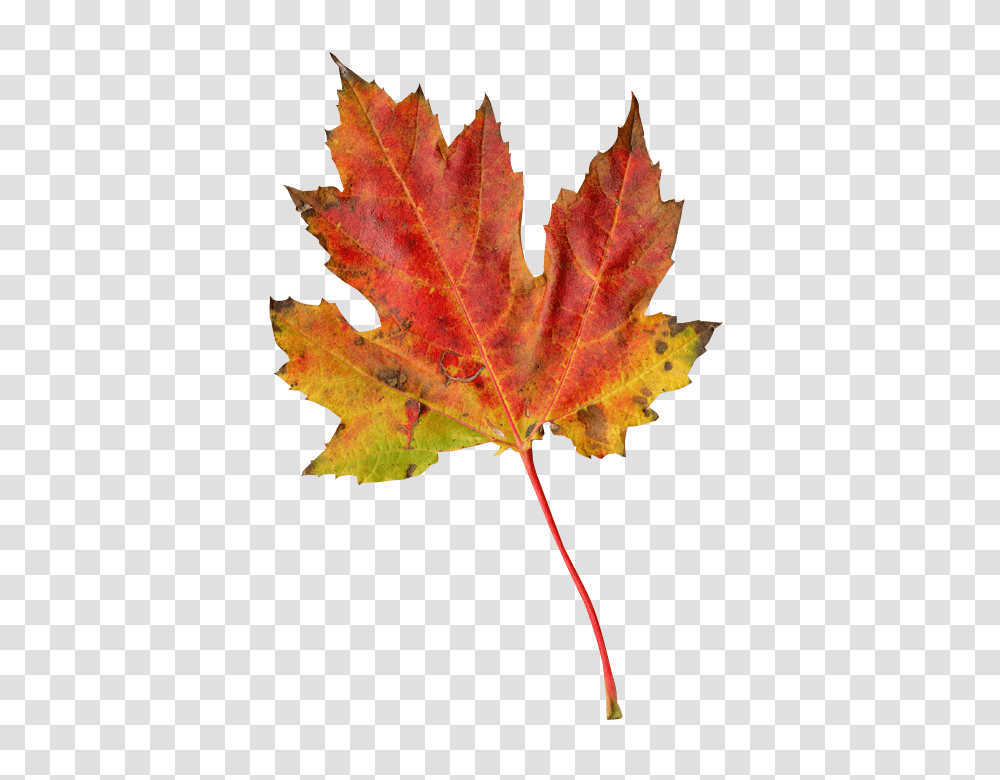 Autumn Leaf Image 2, Nature, Plant, Tree, Maple Transparent Png