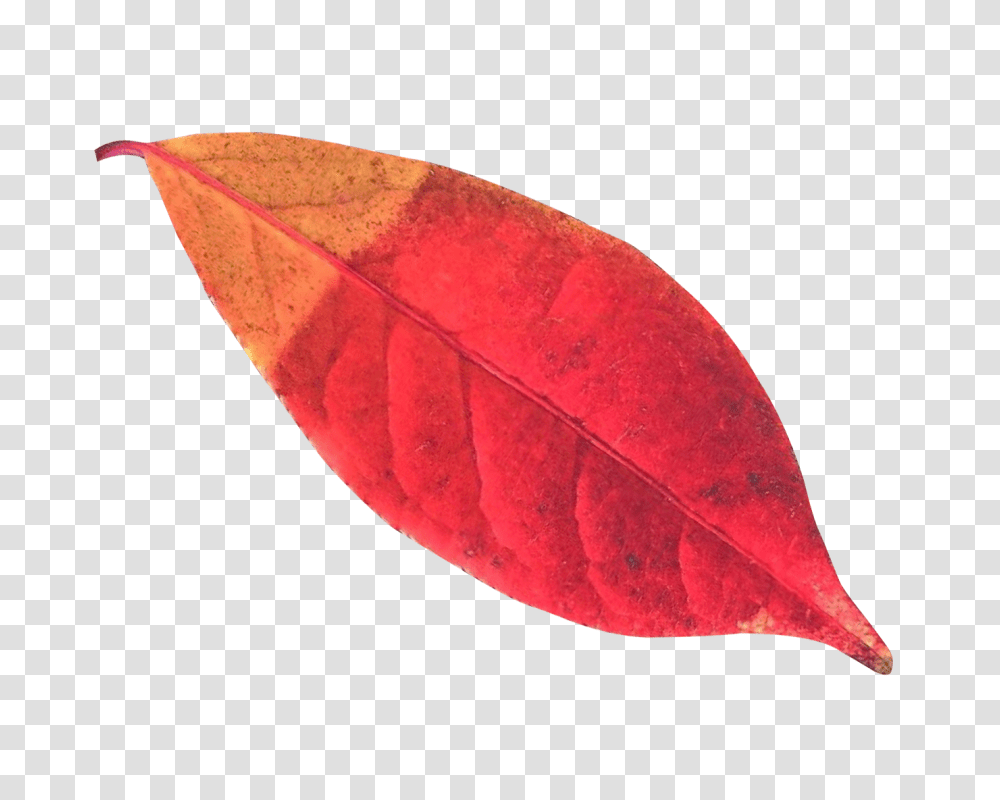 Autumn Leaf Image, Nature, Plant, Maple Leaf, Veins Transparent Png