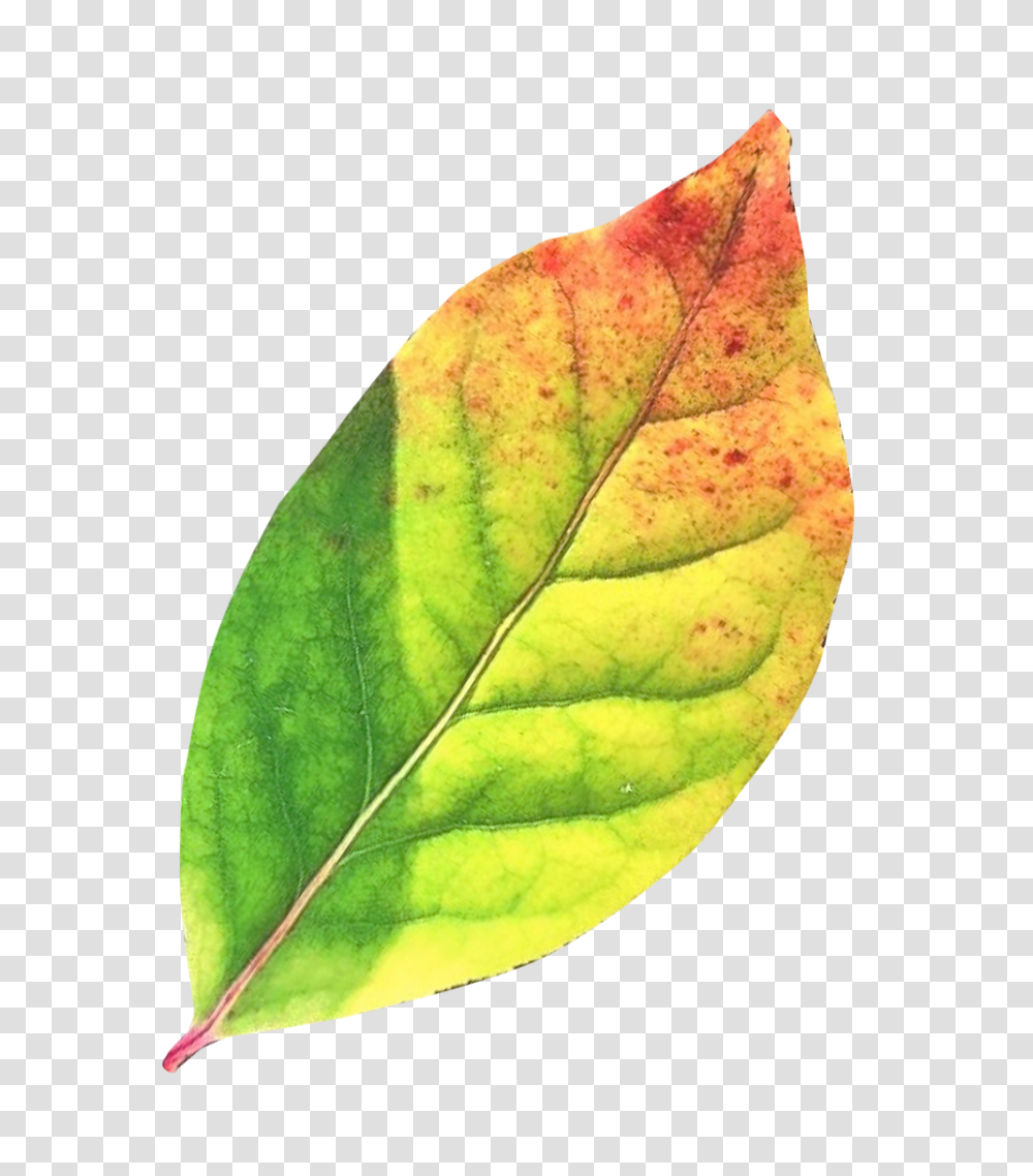 Autumn Leaf Image, Nature, Plant, Pineapple, Fruit Transparent Png