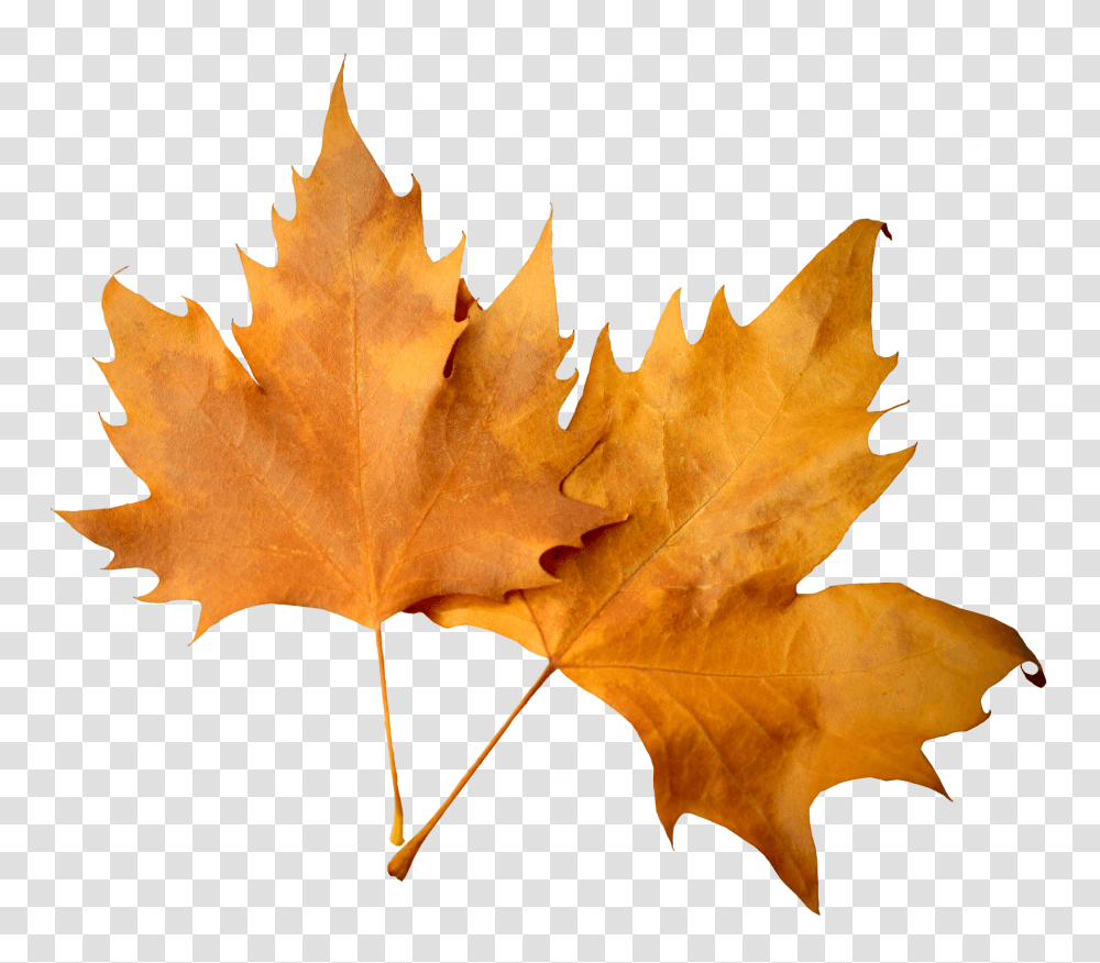 Autumn Leaf Image, Nature, Plant, Tree, Bonfire Transparent Png