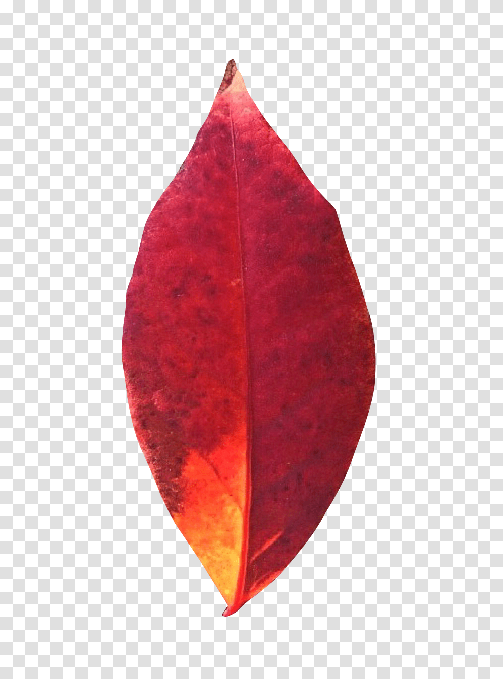 Autumn Leaf Image, Nature, Plant, Veins, Scarf Transparent Png