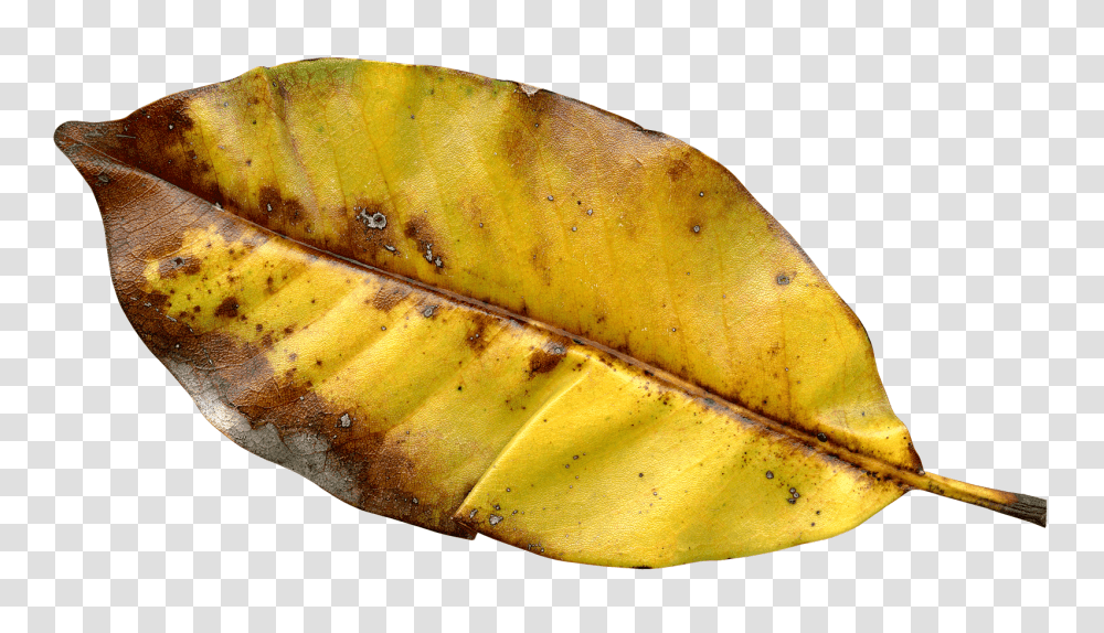 Autumn Leaf Image, Plant, Banana, Fruit, Food Transparent Png