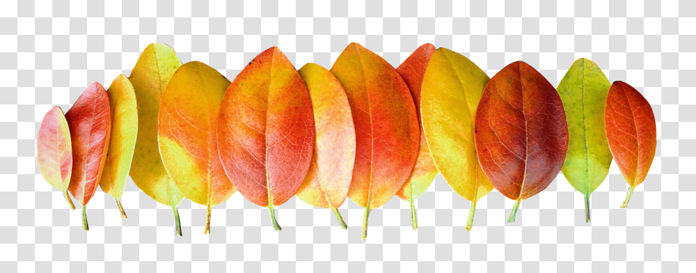 Autumn Leaves Image, Nature, Leaf, Plant, Flower Transparent Png