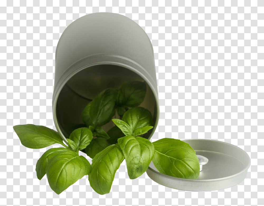 Basil Leaf Pot Image, Nature, Potted Plant, Vase, Jar Transparent Png