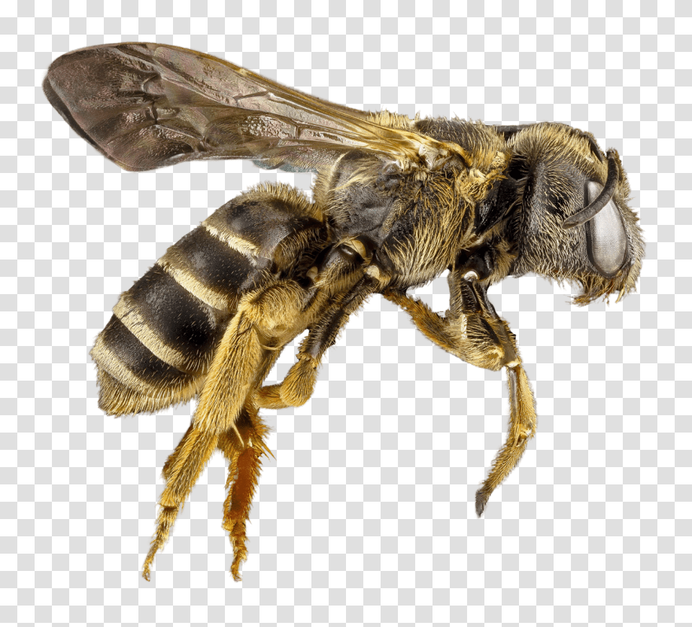 Bee Image, Insect, Apidae, Invertebrate, Animal Transparent Png