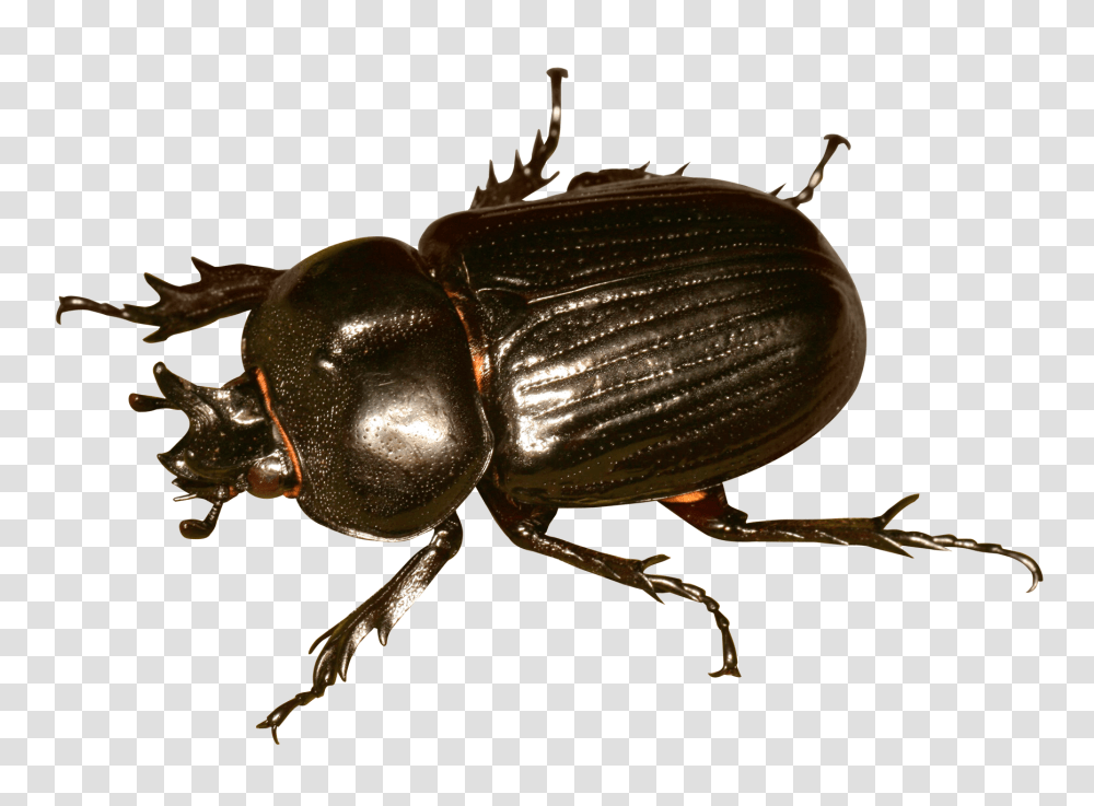 Beetle Bug Image, Insect, Invertebrate, Animal, Dung Beetle Transparent Png