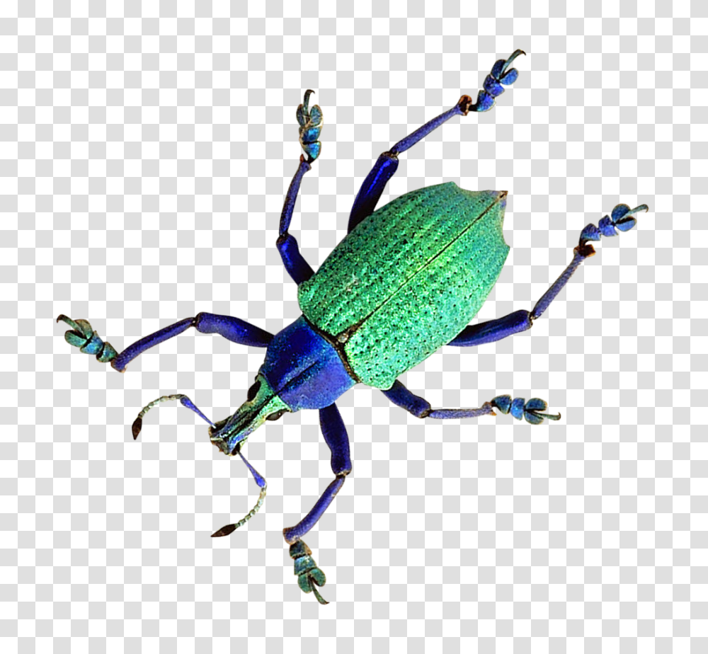 Beetle Image, Insect, Animal, Invertebrate Transparent Png